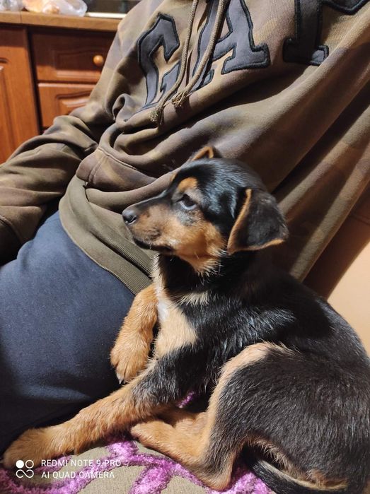 Цуценя дівчинка в добрі руки.