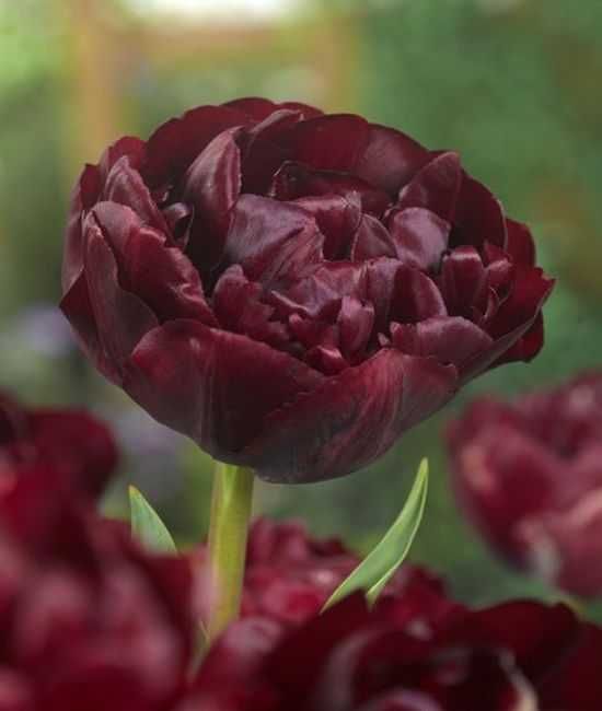 Zastaw tulipanów z 10 odmian 125 cebulek za 179 zł