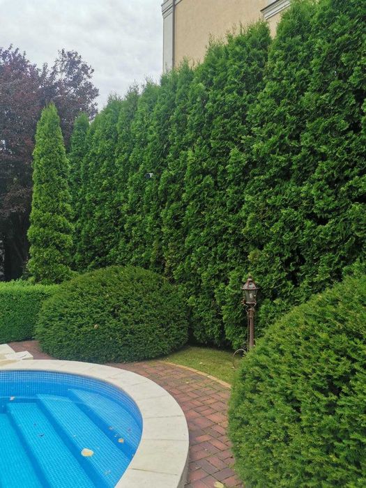 Стрижка декоративних дерев, кущів, хвойних рослин/Догляд за садом