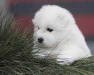 Samoyed FCI ZKwP samojed