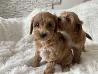 Cockapoo szczeniak chlopiec
