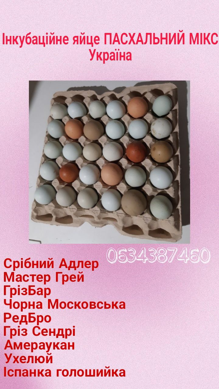 Інкубаційне яйце Пасхальний мікс Україна