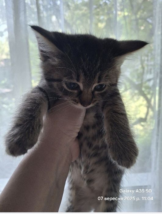 Віддам кошеня 3 місяці хлопчик безкоштовно