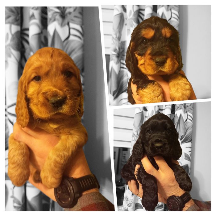 Śliczny Cocker spaniel