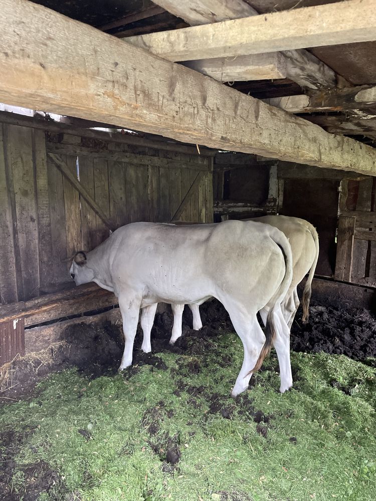 Jałówki bydlo piemontese hereford