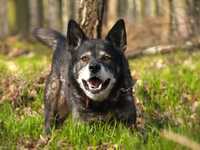 Wolf- cudny psiak szuka domku