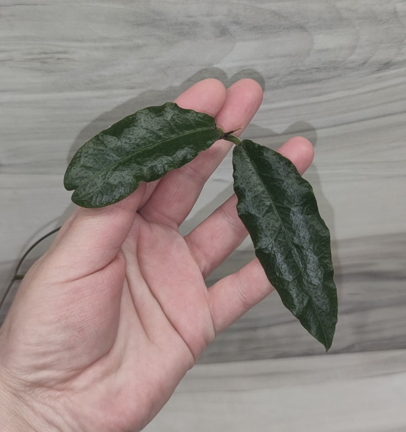 Хойя Hoya Elliptica splash, Undulata та ін.