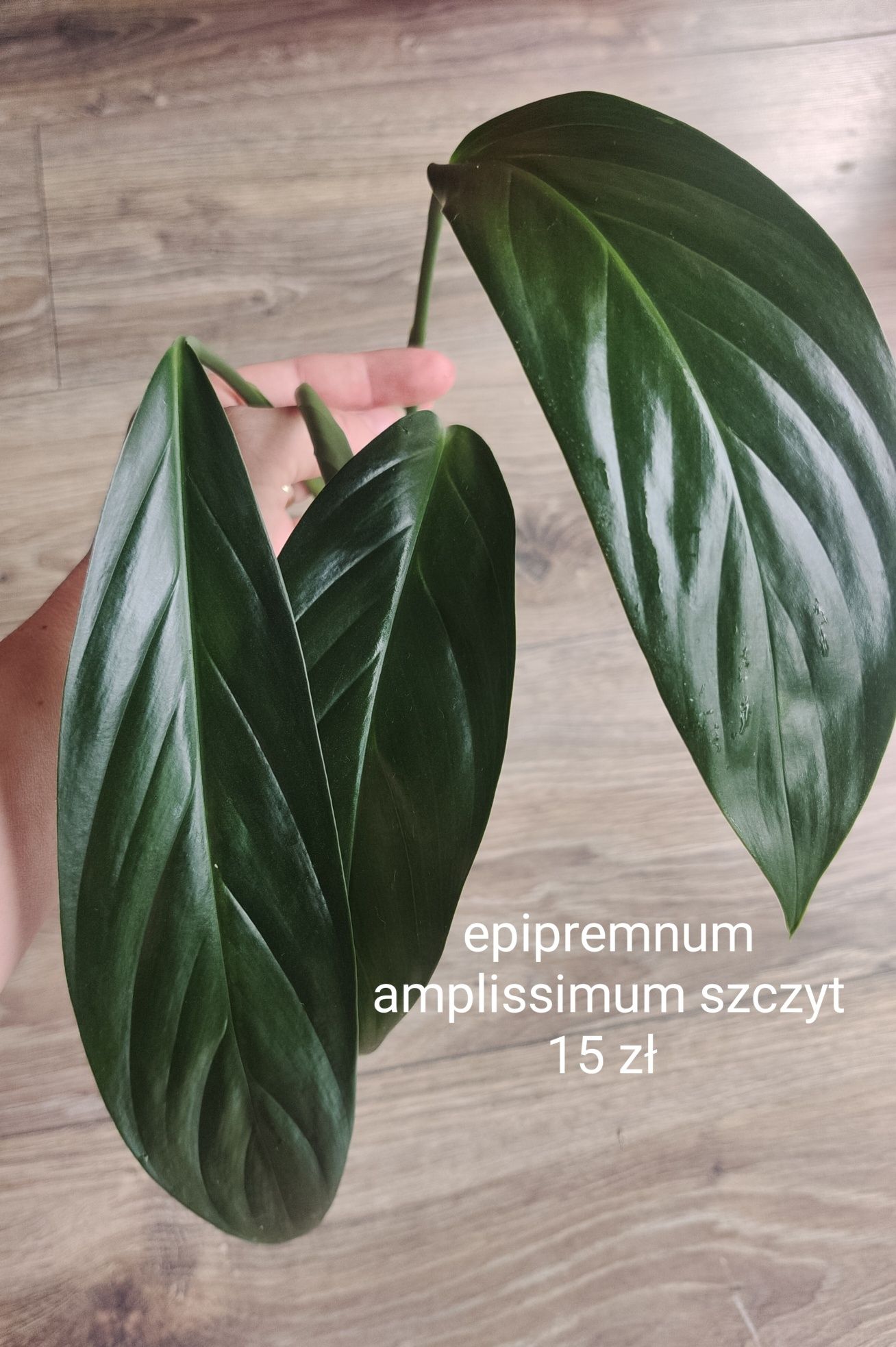 Roślinki z nadwyżki