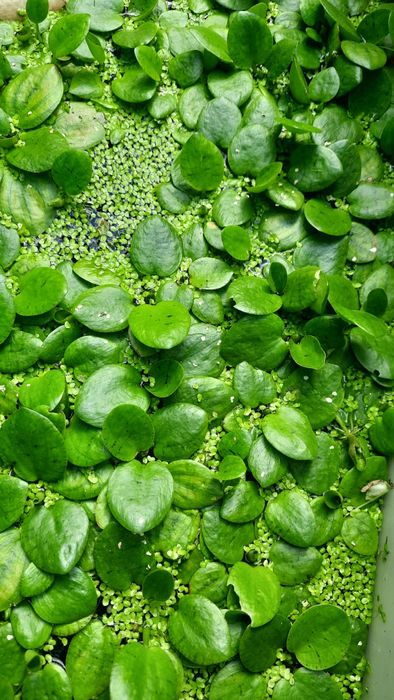 Planta superficie para aquario ou lago