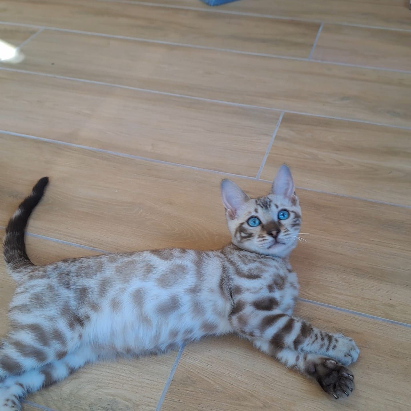 Бенгальский котёнок кот кошка