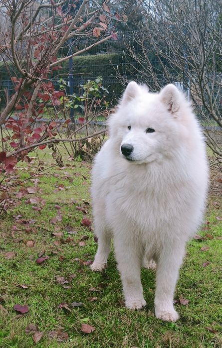Samoyed piesek 8  miesięcy
