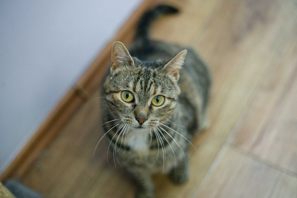 Kanade szuka domu! Fundacja "Stawiamy na Łapy"