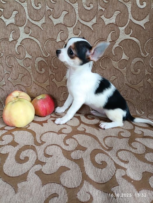 Девочка триколор