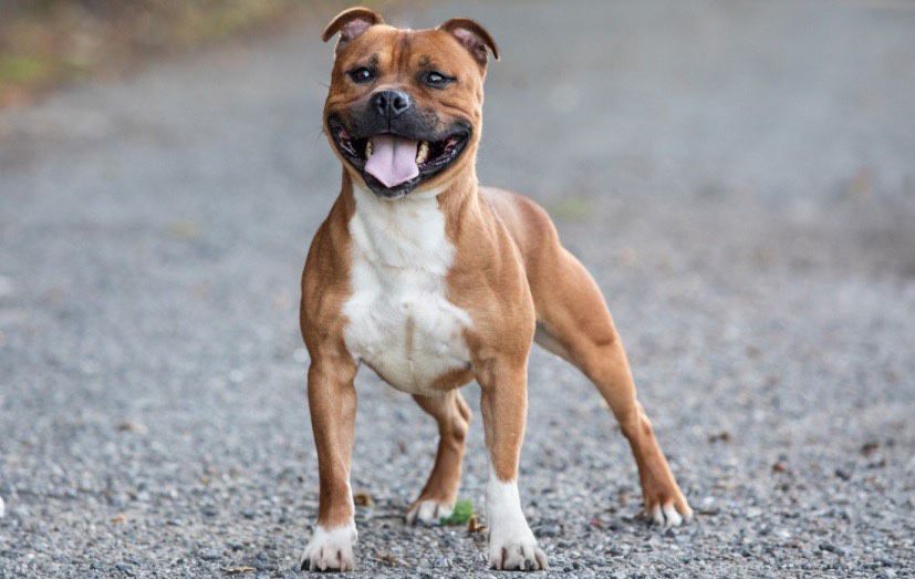 Staffordshire Bull Terrier Staffik samiec VANGERBULL RED BEAST