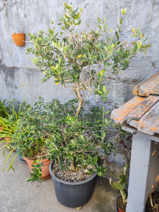 Oliveira para jardim