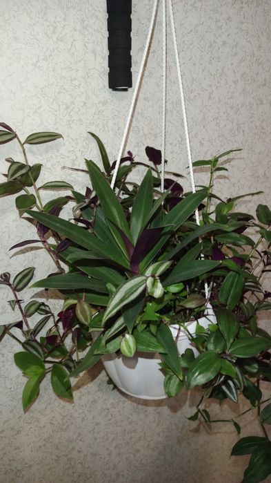 Продам композицію Традесканцій. Зебріна, Рео, Прирічна, Дисколор