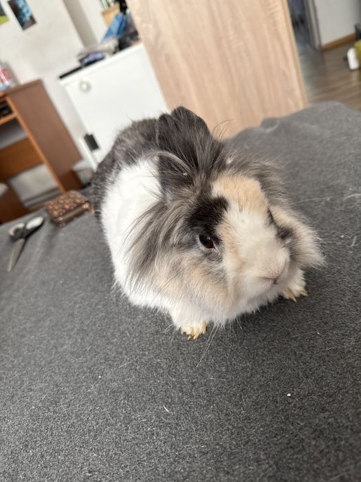 Krolik Lionhead