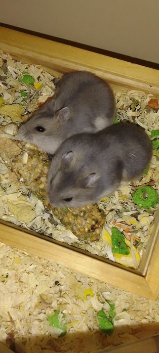 Sprzedam  chomiki dżungarskie