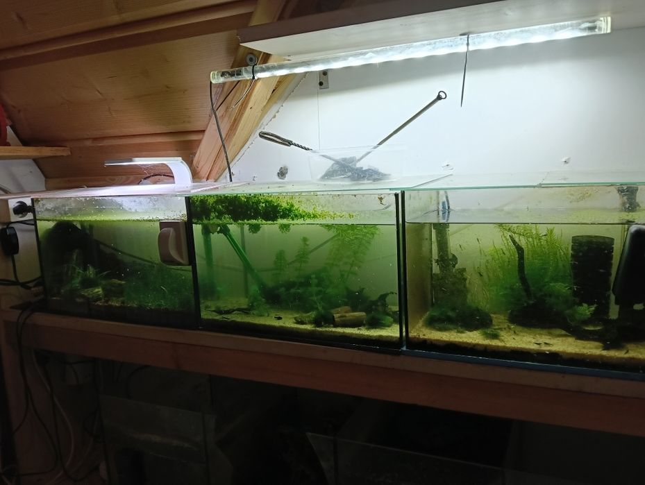Akwaria z wyposażeniem