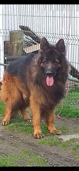 Owczarek niemiecki długowłosy   szczenie