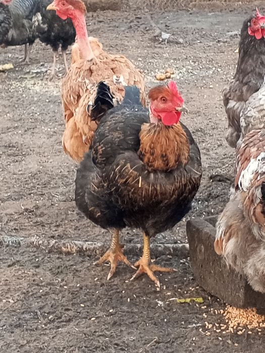 Інкубаційне яйце мішаних курей