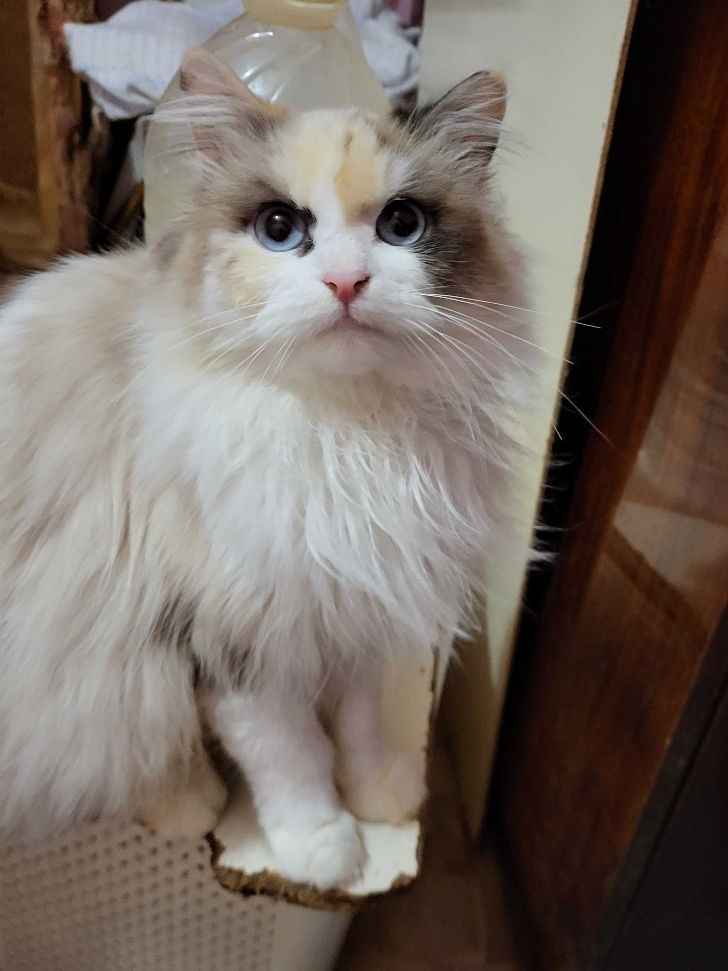 Кошечка метис ищет хорошую семью