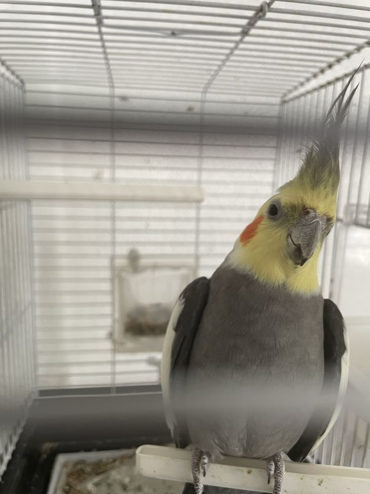 Calopsita/ catura