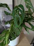 Monstera Indonesian Marble