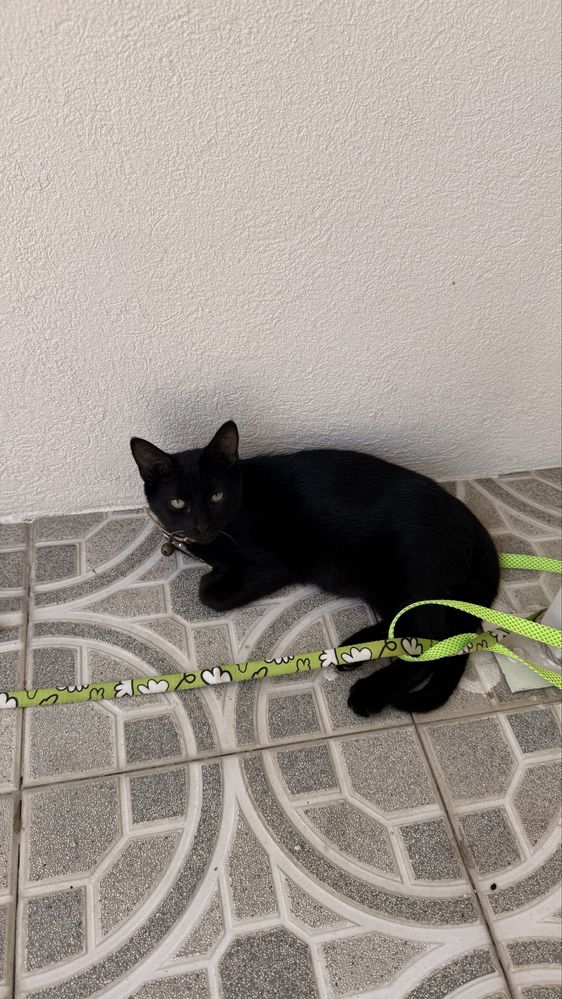 Gatinhos para adoçao responsavel