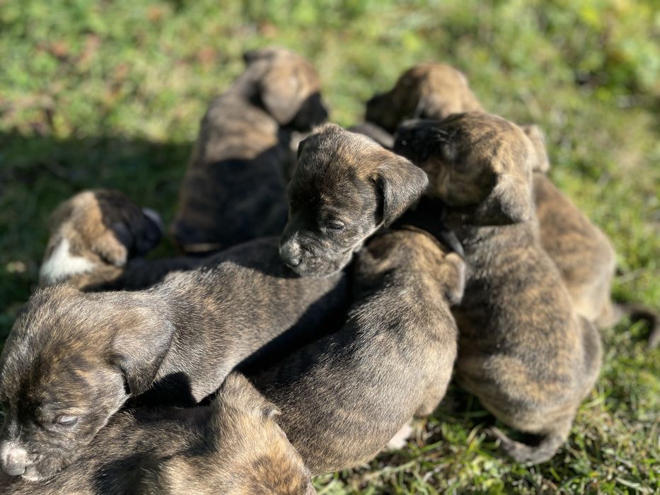 щенята підбуля