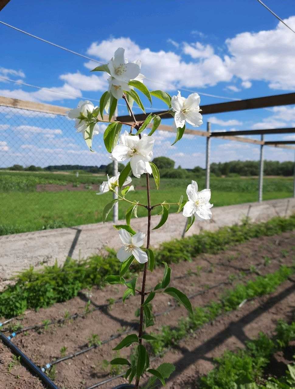 Форзиція, Гібіскус, Жасмін, Хоста.