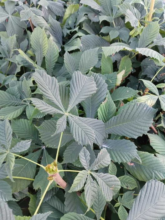 kasztanowiec sadzonki  30-60 3 zł/sztuka