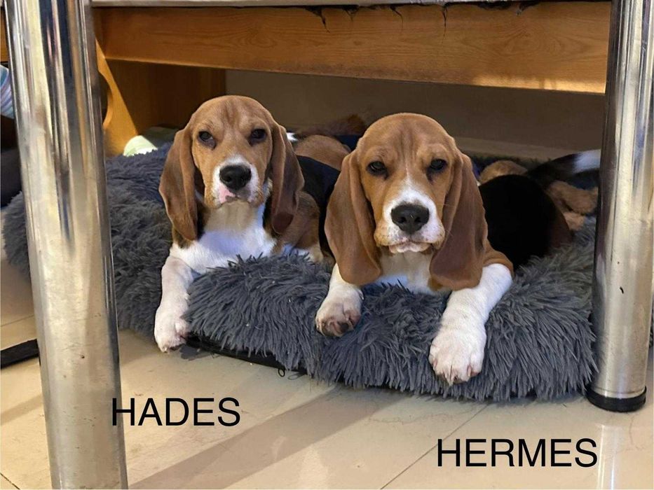 Beagle szczenięta rodowodowe - hodowla spod Zielonych Sosen