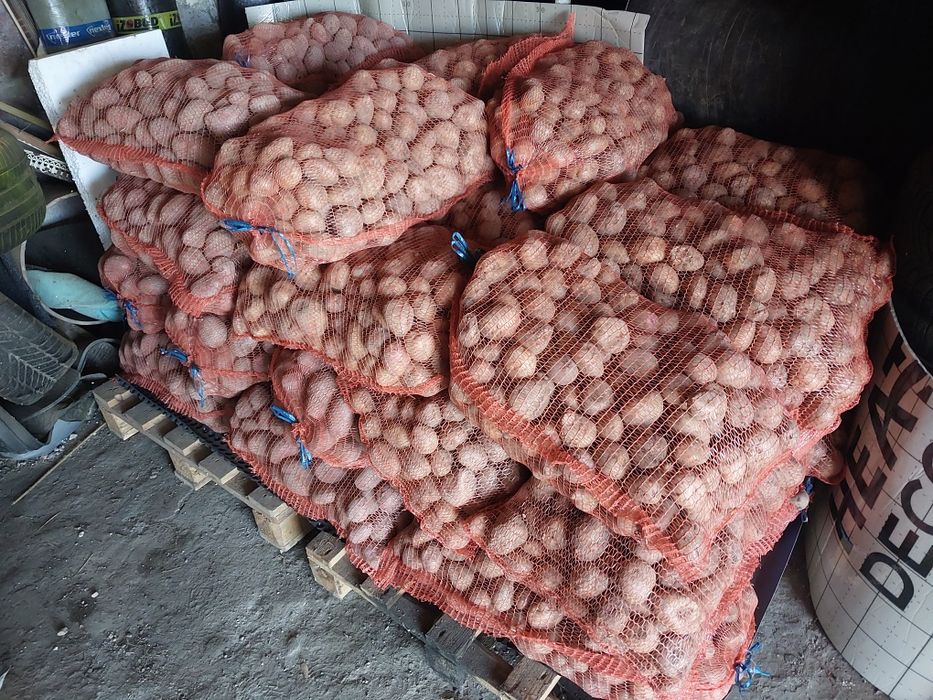 Ziemniaki Monte Carlo, Sokół