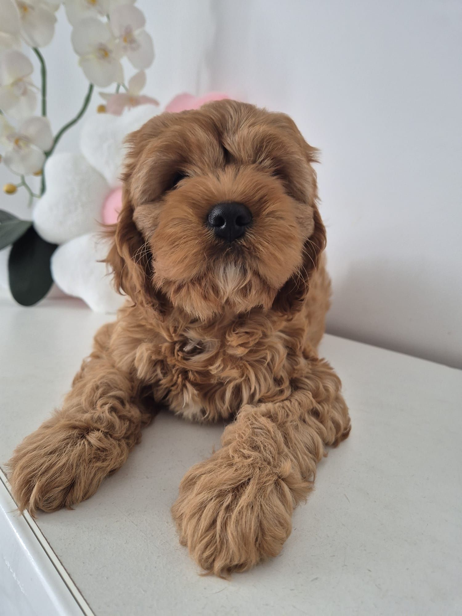 Piesio Cavapoo F1 Cavalier - Pudel