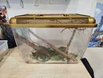 Terrarium z 15 patyczakami