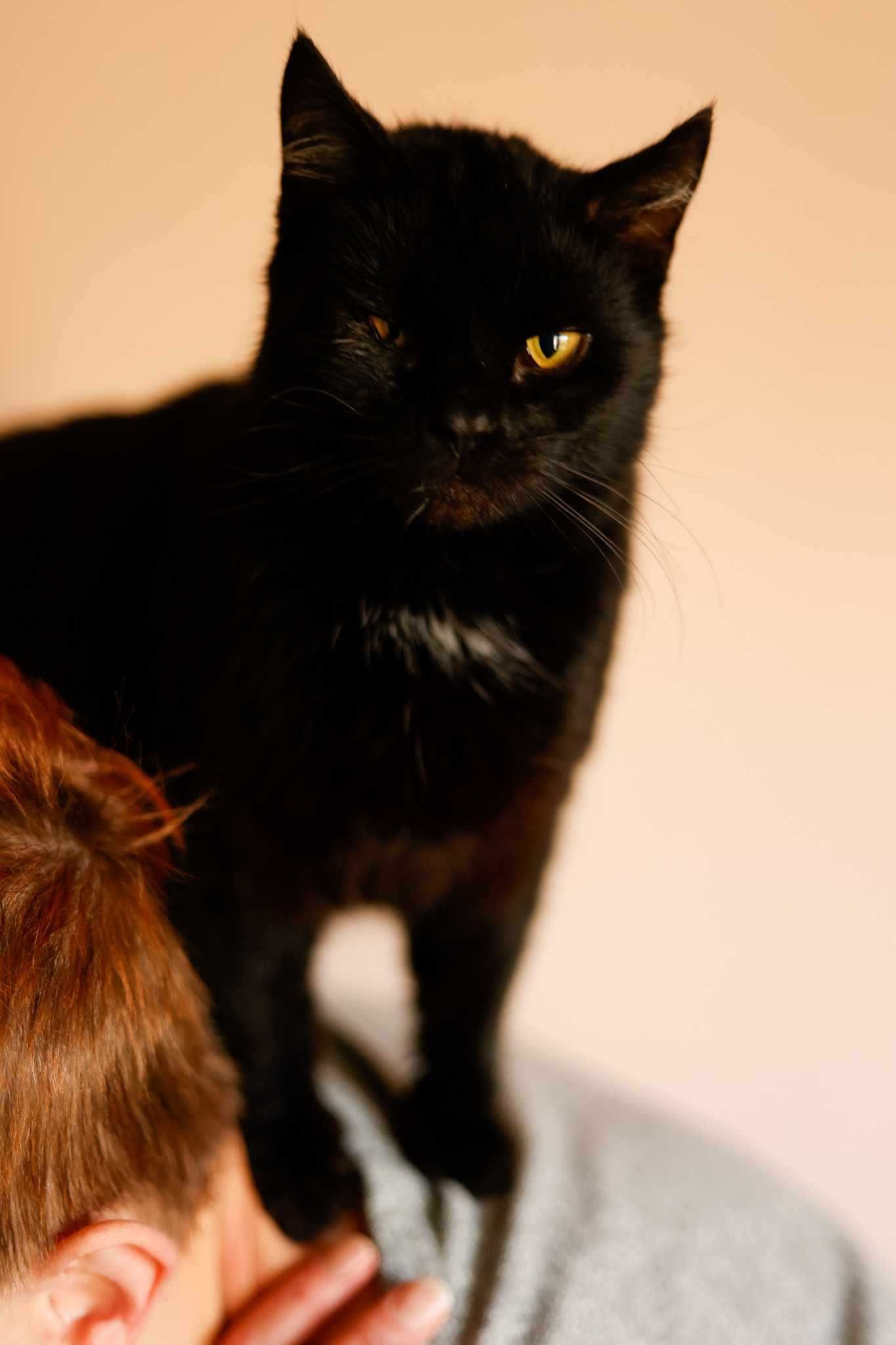 Czarna kocia przytulanka do adopcji :)