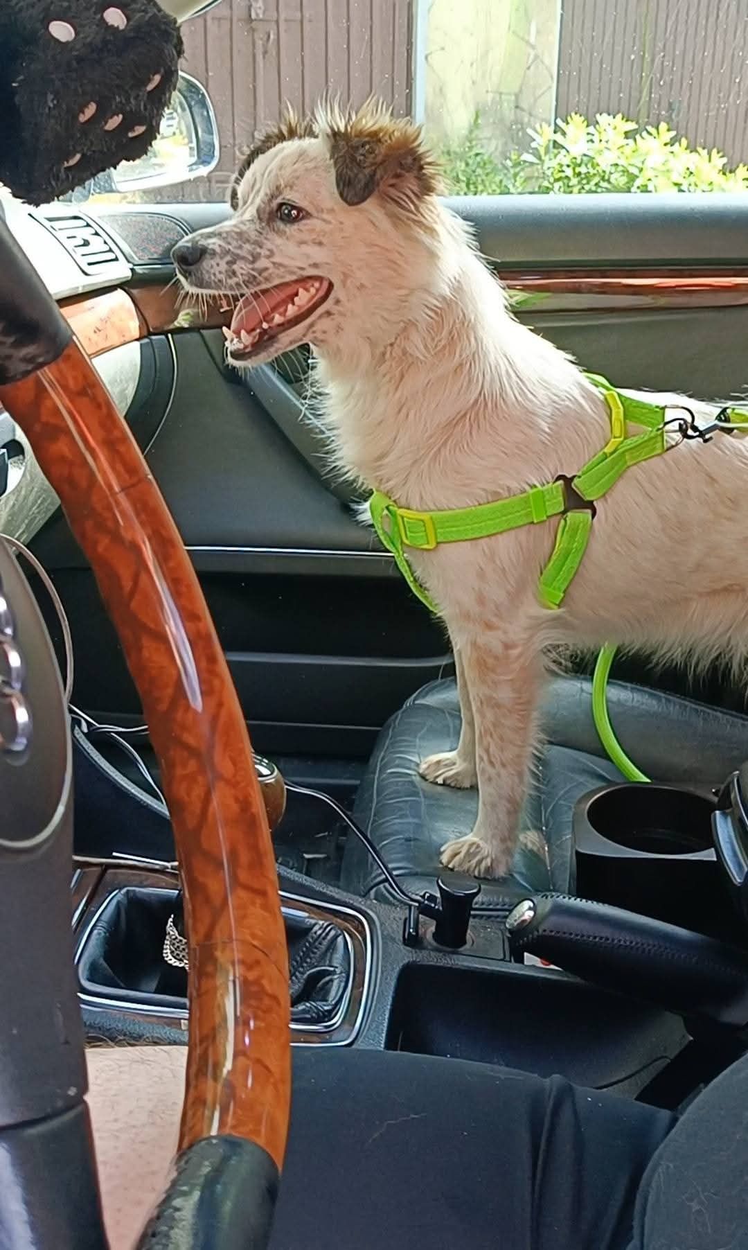 Maleńka Sonia do adopcji