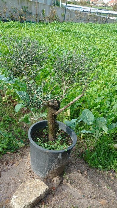 Oliveira em vaso já formada para jardim
