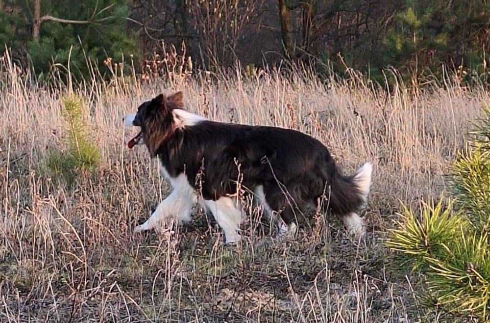 Suczka Border Collie ZKwP/FCI