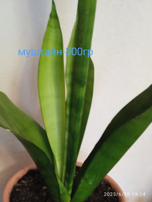 Сансевиерия, сансевьера, санса