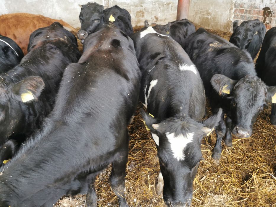 Odsadki mięsne nowa dostawa