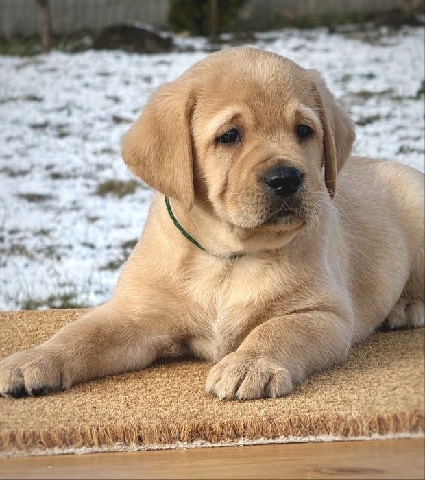 Руді хлопці з розплідника КСУ.