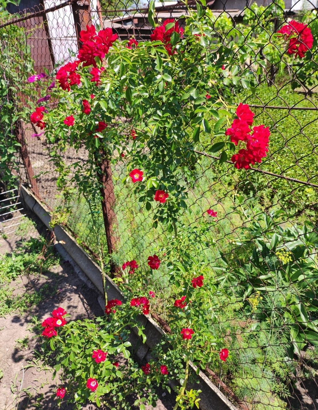 Роза плетистая красная маленький цветочек саженцы года 3