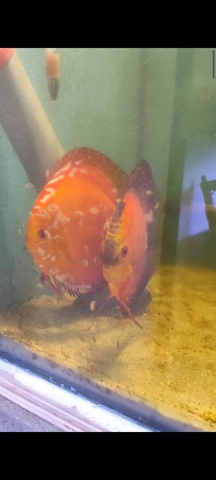 Discus Jovens 6 a 8cm