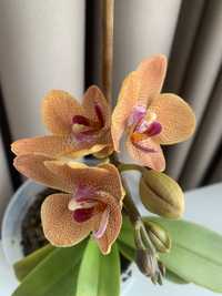 Орхидеи. Цветущие и с детками