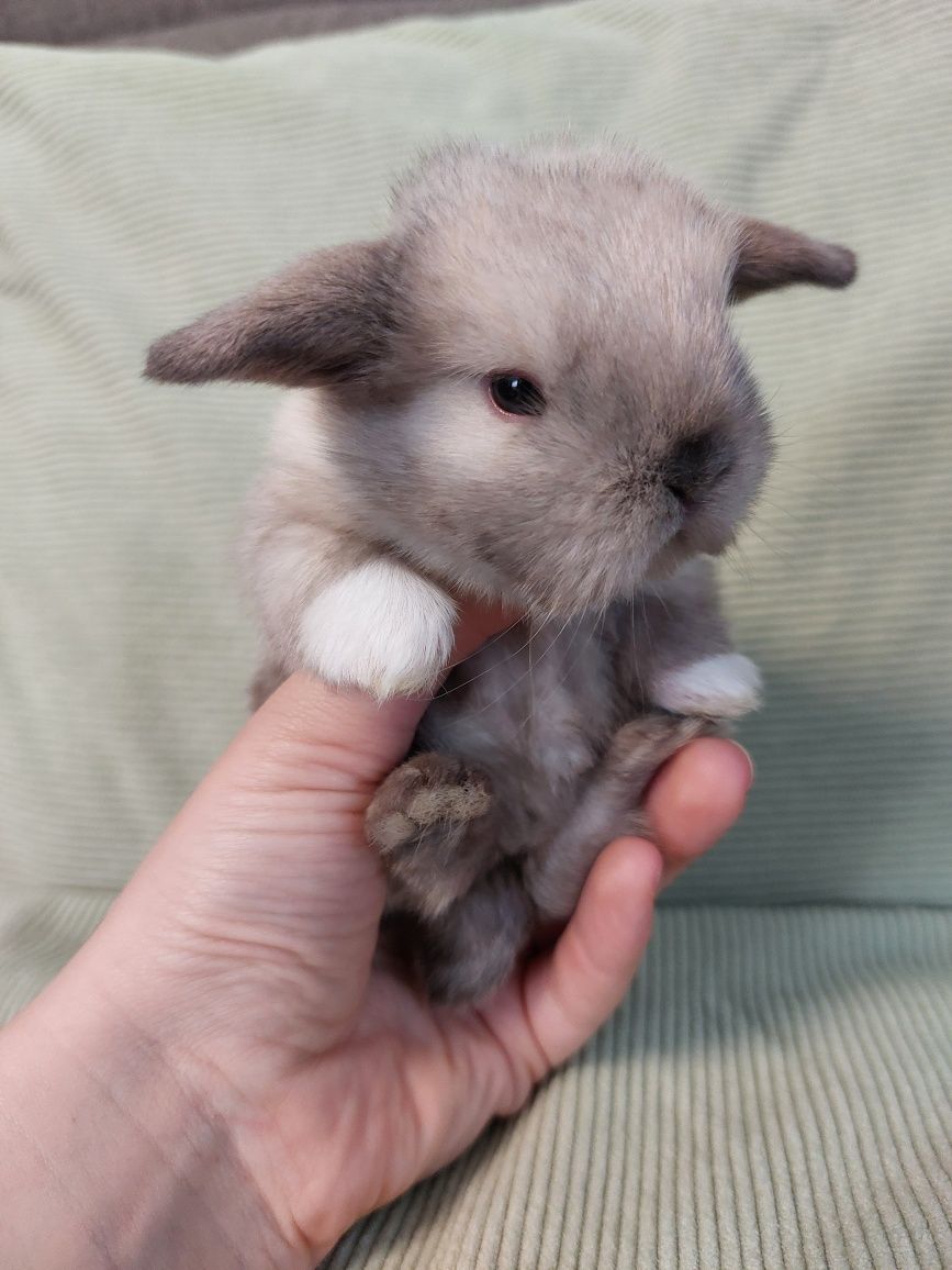 Królik Baranek Miniaturka MINI LOP