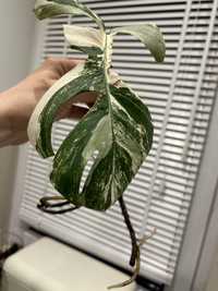 Monstera variegata sadzonka ukorzeniona