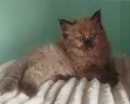 Ragdoll Mink ,kocurek,czekoladowy.
