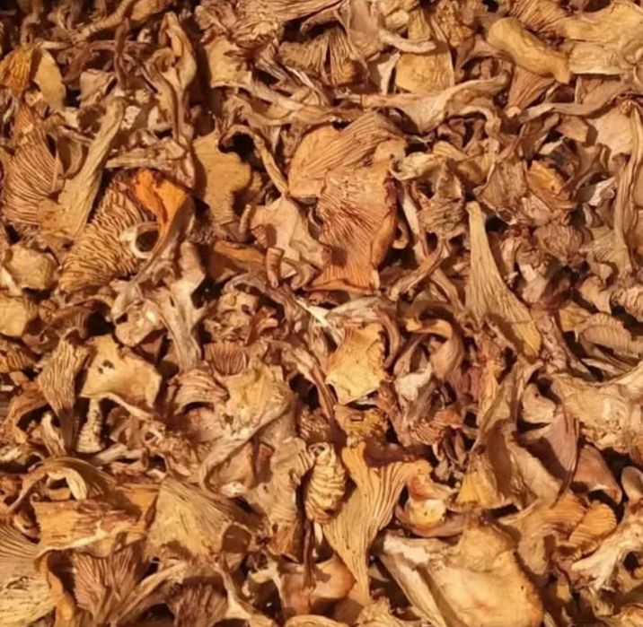 Лисичка сушена білий гриб сушений